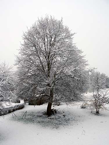 Schneebaum_web